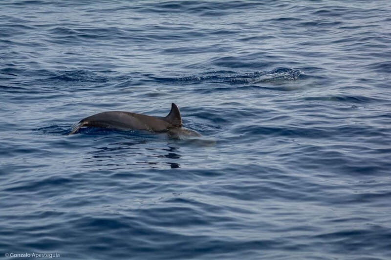 Lanzarote Sunset Experience with dolphin spotting - FAQ