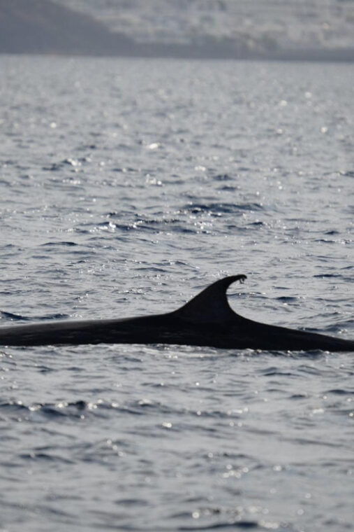 lanzarote-sunset-experience-with-dolphin-spotting