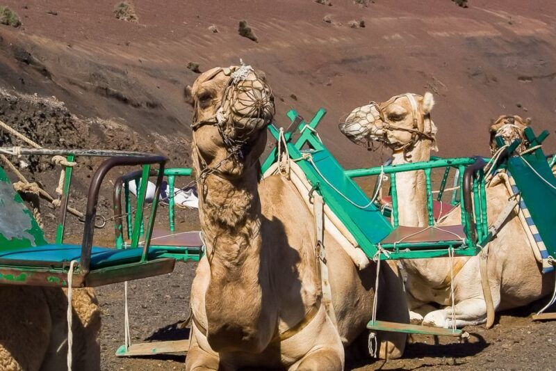 lanzarote-timanfaya-national-park-volcanic-craters-tour