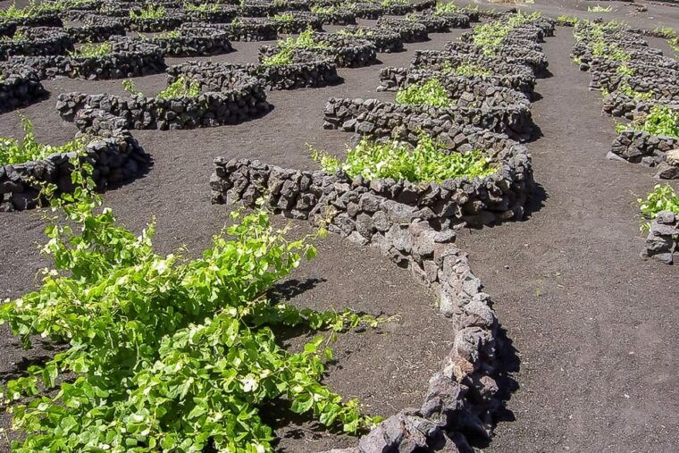 lanzarote-timanfaya-national-park-volcanic-craters-tour