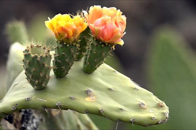 lanzarote-tour-lagomar-museum-guatiza-cactus-garden-la-graciosa-island