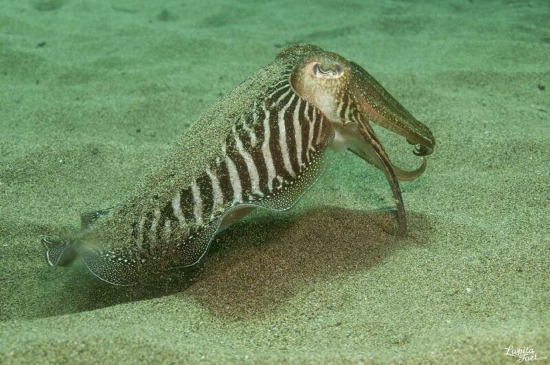 lanzarote-try-scuba-diving-experience