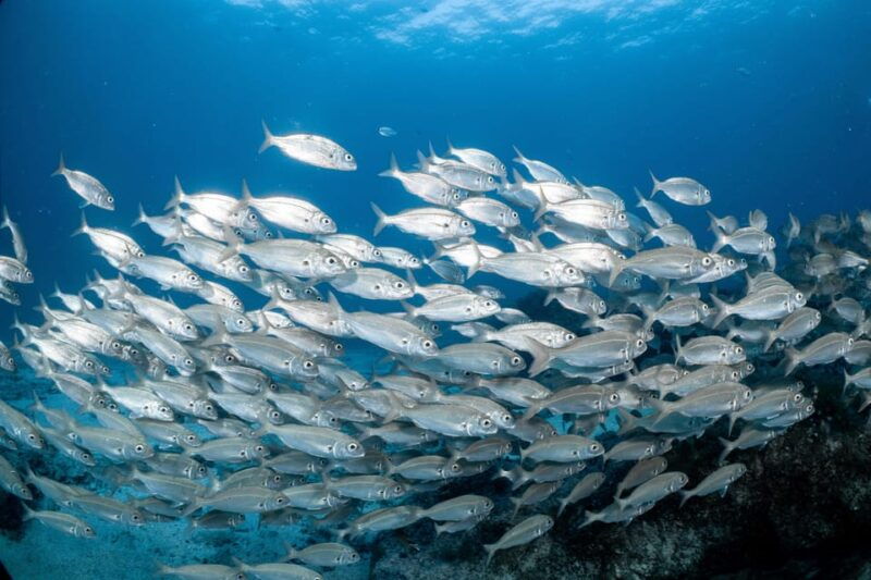 lanzarote-try-scuba-diving-for-beginners-2-dives