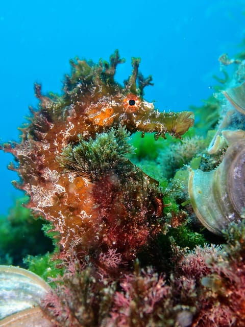 lanzarote-try-scuba-diving-for-beginners-2-dives