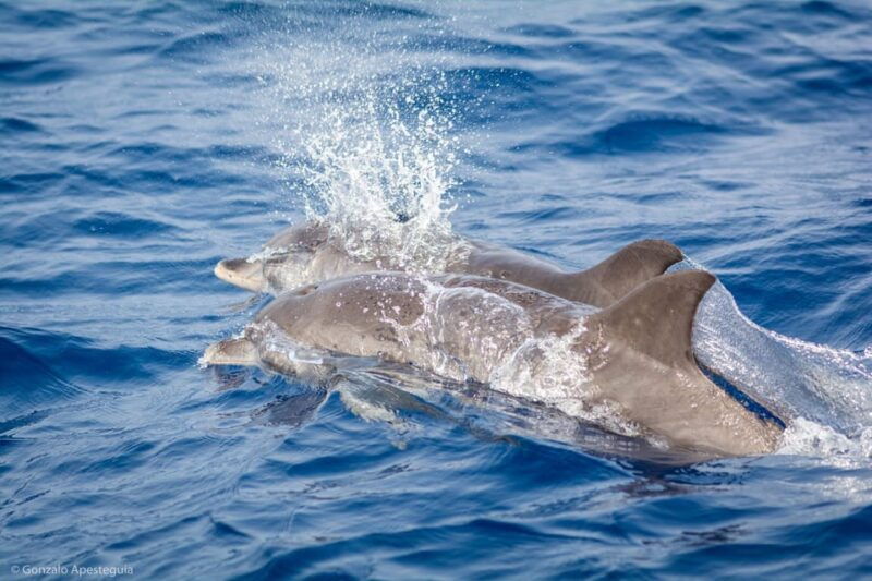 lanzarote-whale-and-dolphin-watching-eco-friendly-catamaran
