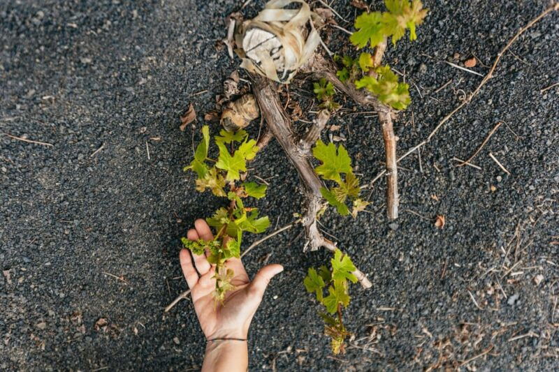lanzarote-wine-tasting-tour-at-el-grifo-winery