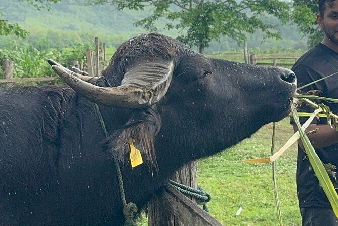 Laos Buffalo Dairy Tours Interact, Learn and Taste Fresh Flavors - The Itinerary in Detail