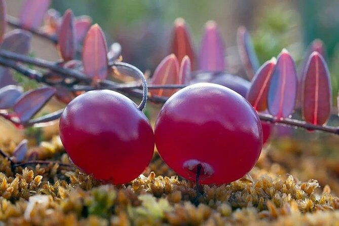 lapland-berry-day-experience