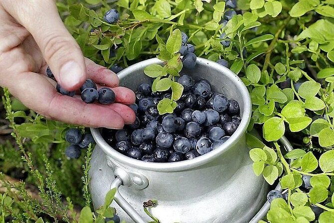 lapland-berry-day-experience