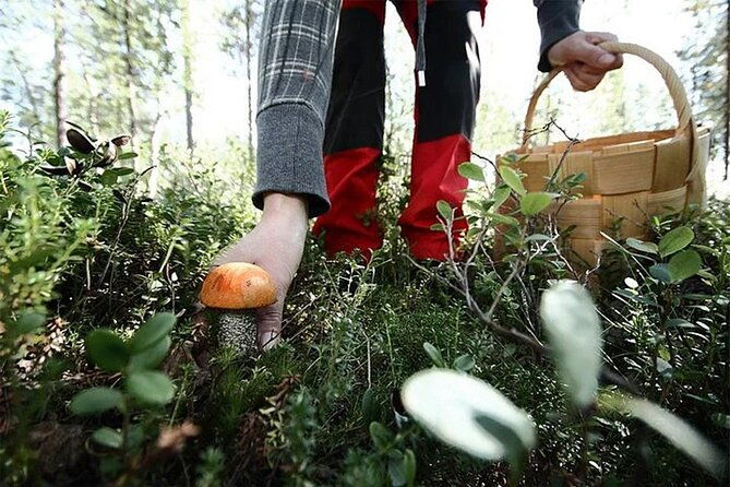 lapland-berry-day-experience