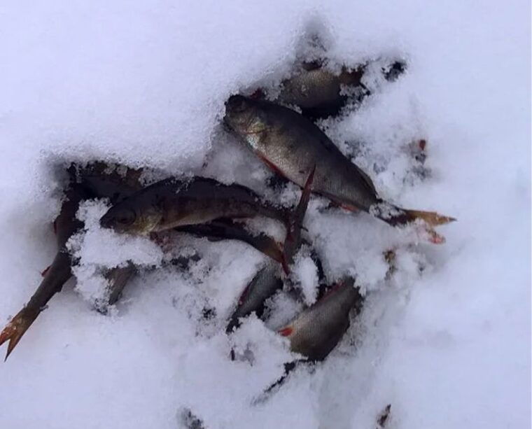 lapland-hiking-ice-fishing-floating-bbq-snow-adventure