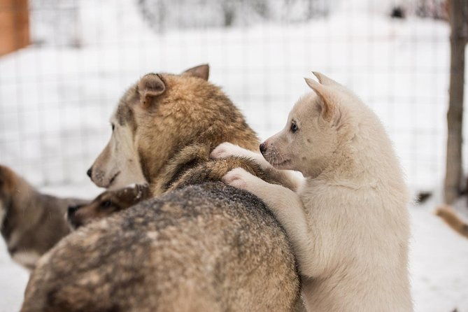 lapland-husky-safari-from-saariselka
