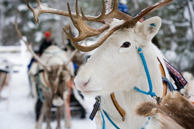 lapland-reindeer-and-husky-safari-from-rovaniemi