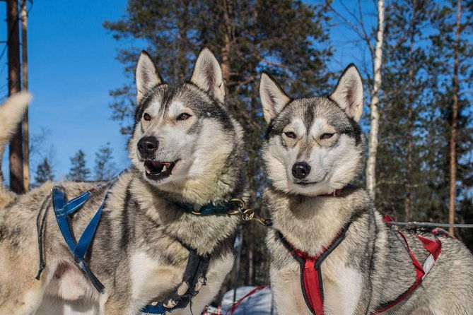 lapland-reindeer-and-husky-safari-from-rovaniemi