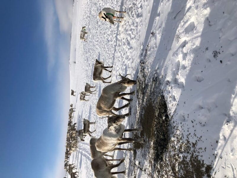 lapland-reindeer-herder-camp-visit
