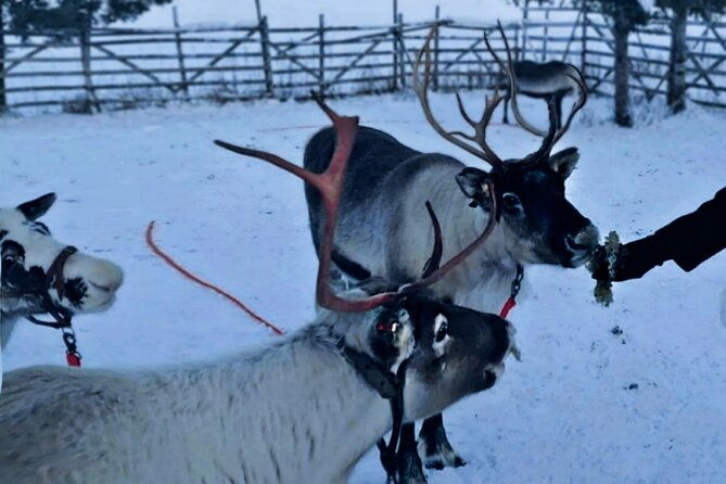 lapland-reindeer-safari-from-levi
