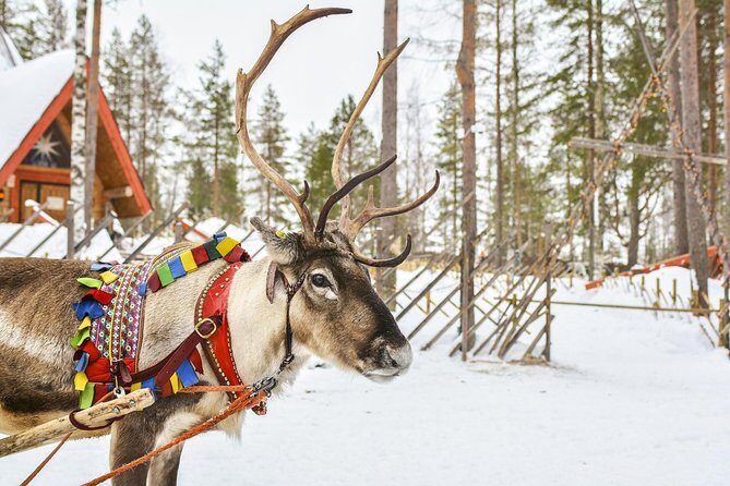 Lapland Reindeer Safari from Rovaniemi - What the Tour Offers and Why It Matters