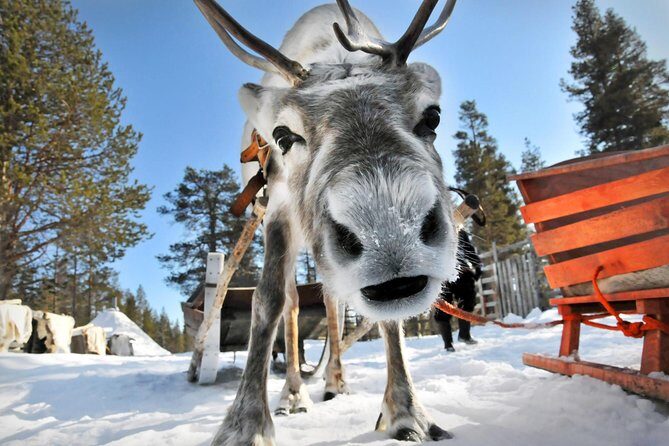 Lapland Reindeer Safari from Rovaniemi - Final Thoughts: Is It Worth It?