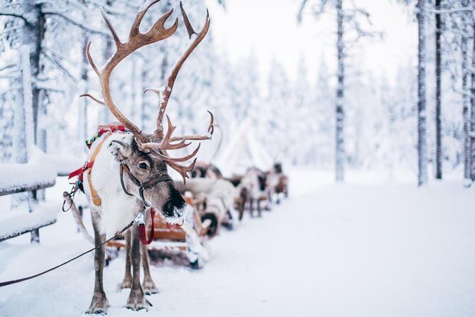 Lapland Reindeer Safari from Rovaniemi - FAQs