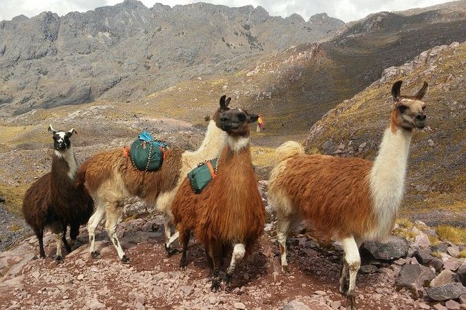 lares-trek-to-machu-picchu-6-days