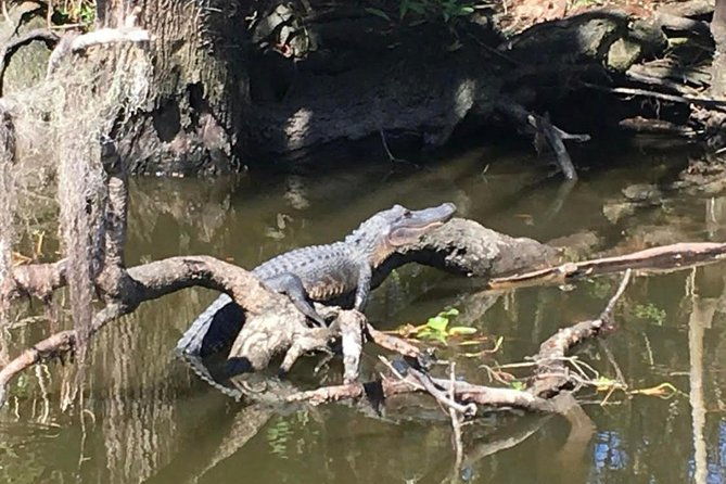 large-airboat-swamp-tour-with-transportation-from-new-orleans