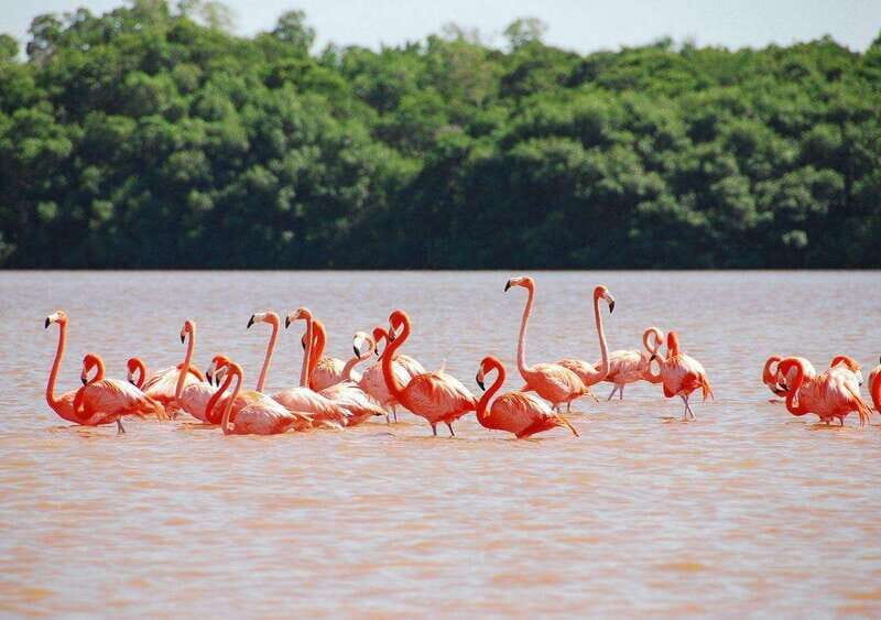 Las Coloradas: Full-day tour to the Pink Lake & Rio Lagartos - The Sum Up
