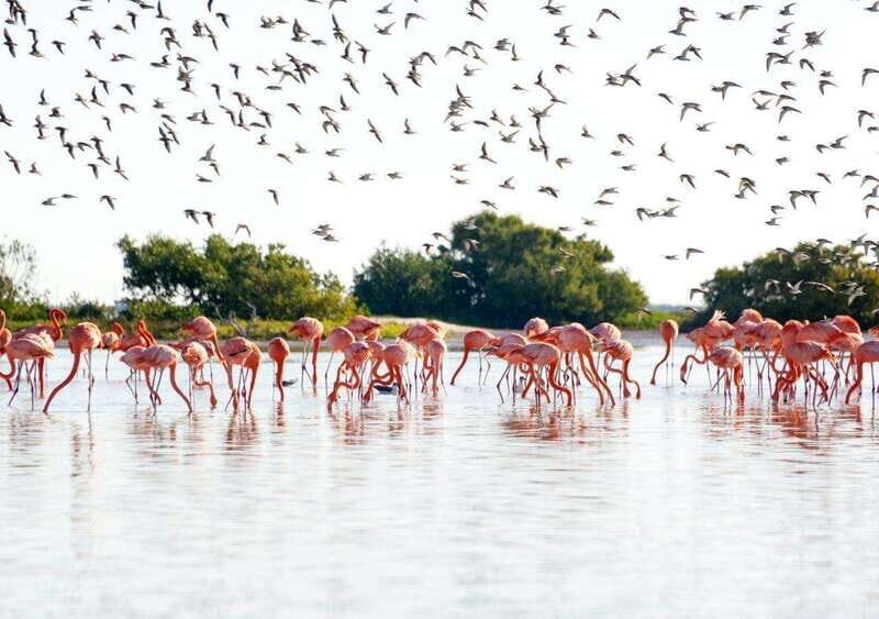 Las Coloradas: guided visit, Río Lagartos boat tour & lunch - The Practical Details