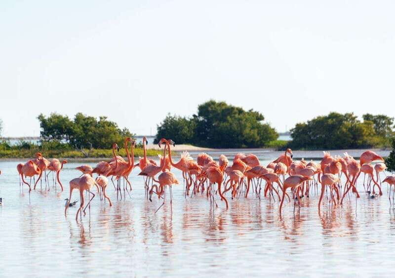 Las Coloradas: Pink Lake guided tour and Rio Lagartos visit - Why Choose This Tour?
