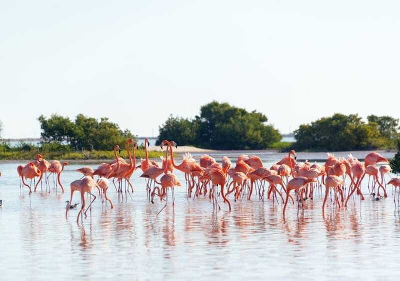 Las Coloradas: Pink Lake guided tour and Rio Lagartos visit - The Sum Up