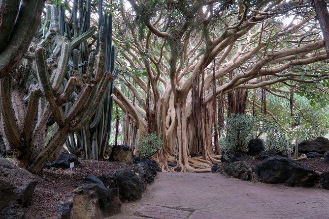 las-palmas-botanical-garden-bandama-crater-tour-gran-canaria