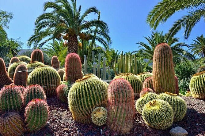 las-palmas-botanical-garden-bandama-crater-tour-gran-canaria