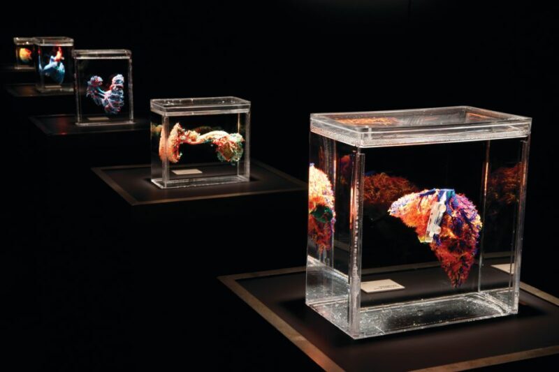 Las Vegas: BODIES | The Exhibition at the Luxor - The Experience: What to Expect