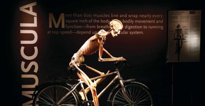 Las Vegas: BODIES | The Exhibition at the Luxor - Practical Details and Tips