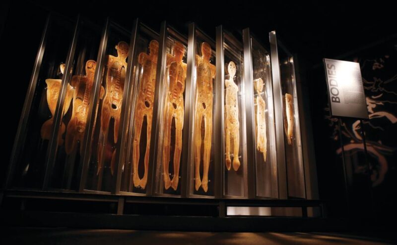 Las Vegas: BODIES | The Exhibition at the Luxor - Authentic Visitor Experiences