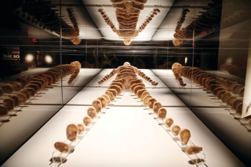 Las Vegas: BODIES | The Exhibition at the Luxor - Who Should Consider Visiting