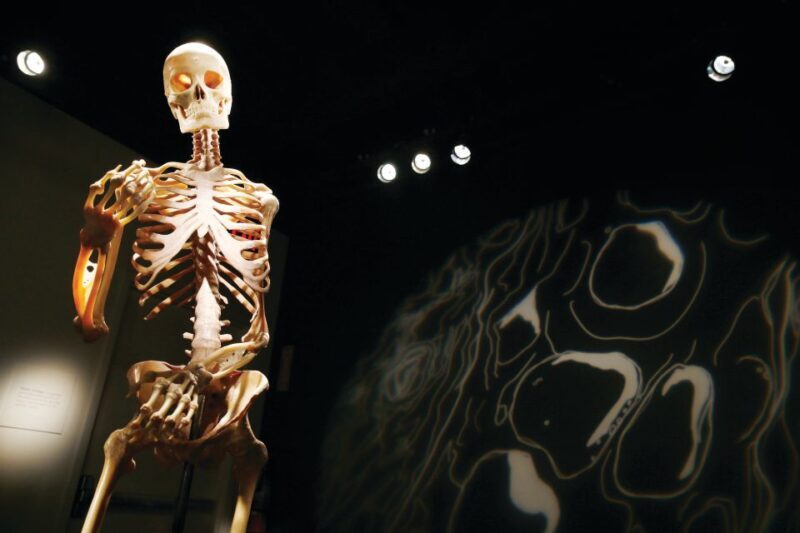 Las Vegas: BODIES | The Exhibition at the Luxor - FAQ