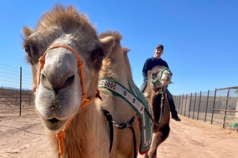 Las Vegas: Desert Camel Ride - Final Thoughts on Value and Experience
