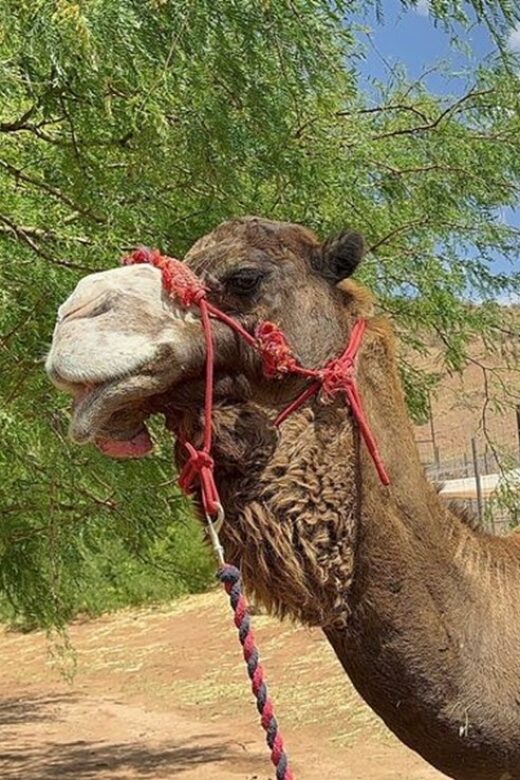 Las Vegas: Desert Camel Ride - Who Should Book This Tour?