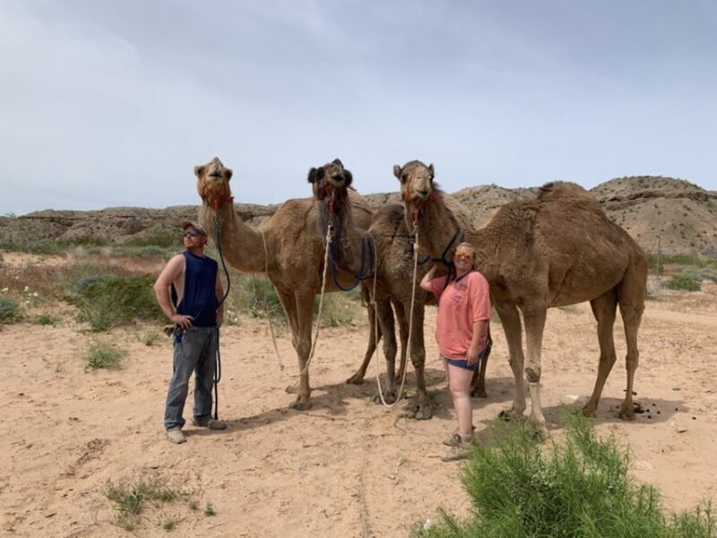 Las Vegas: Desert Camel Ride - Frequently Asked Questions