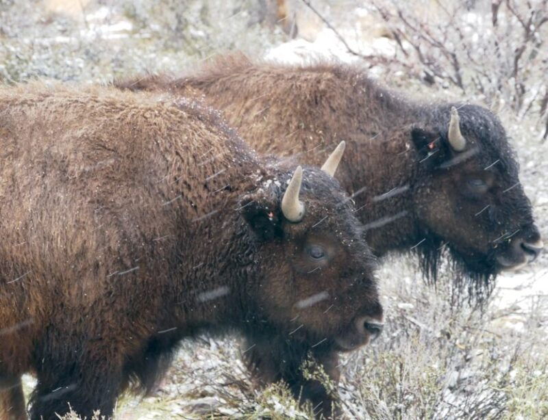 las-vegas-grand-canyon-ranch-tour-with-horseback-wagon-ride