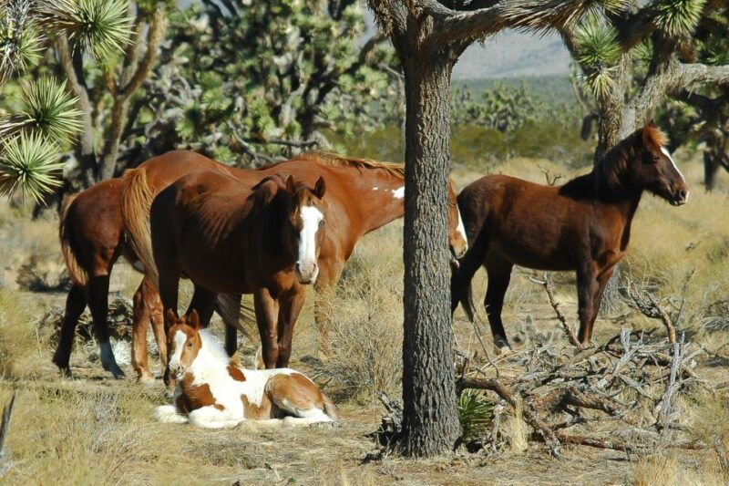 las-vegas-grand-canyon-tour-helicopter-landing-experience