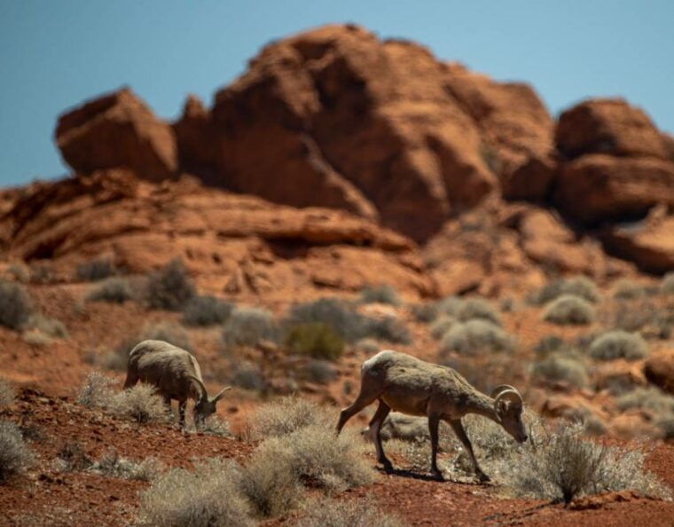las-vegas-offroad-experience-wildlife-ghost-towns-and-more