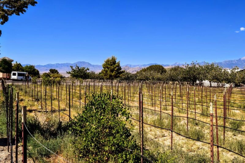 las-vegas-pahrump-wine-tasting-tour-and-snacks
