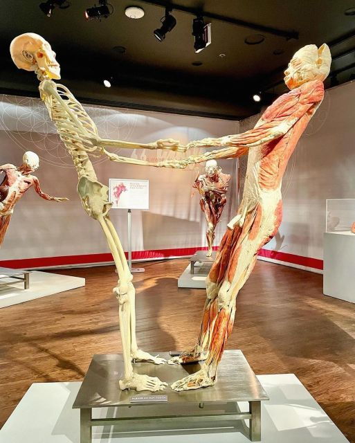 las-vegas-real-bodies-at-horseshoe-las-vegas-entry-ticket