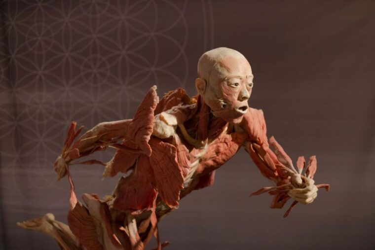 las-vegas-real-bodies-at-horseshoe-las-vegas-entry-ticket