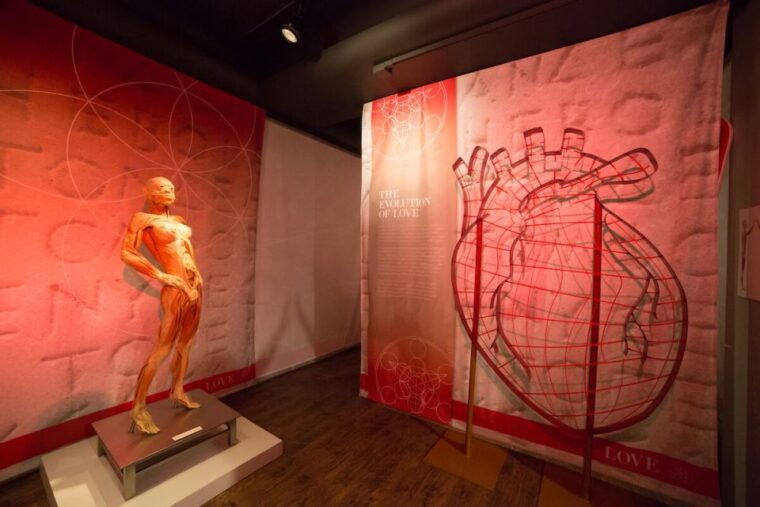 las-vegas-real-bodies-at-horseshoe-las-vegas-entry-ticket