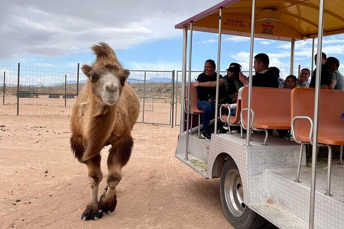 las-vegas-safari-tram-ride-and-zoo-tour-at-camel-safari