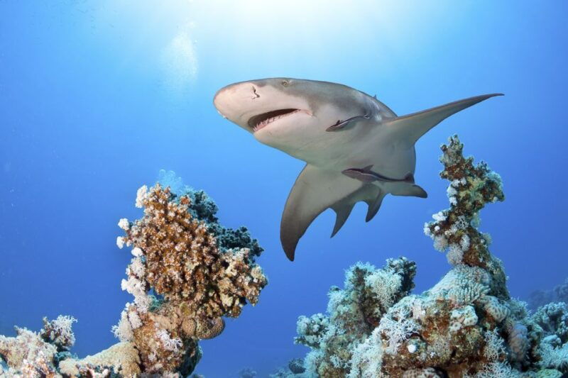 las-vegas-shark-reef-aquarium-vr-experience-entry-ticket