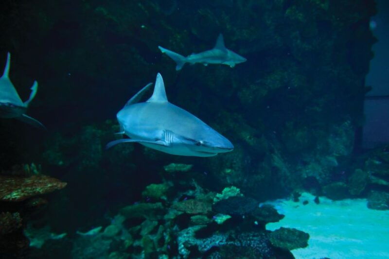 las-vegas-shark-reef-aquarium-vr-experience-entry-ticket