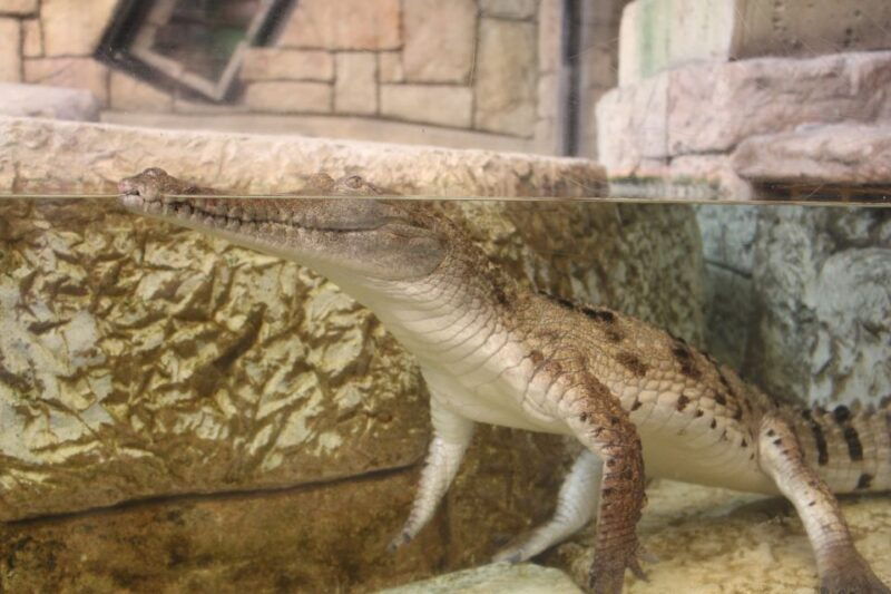 las-vegas-shark-reef-aquarium-vr-experience-entry-ticket